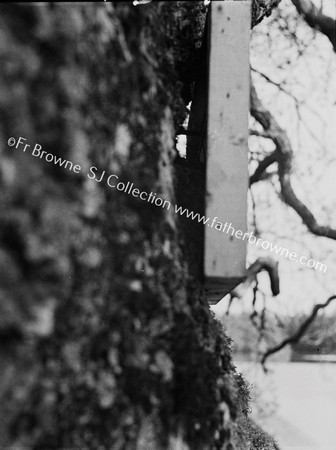 LAKE SIDE OAK TREE WITH NOTICE 'NO BATHING'